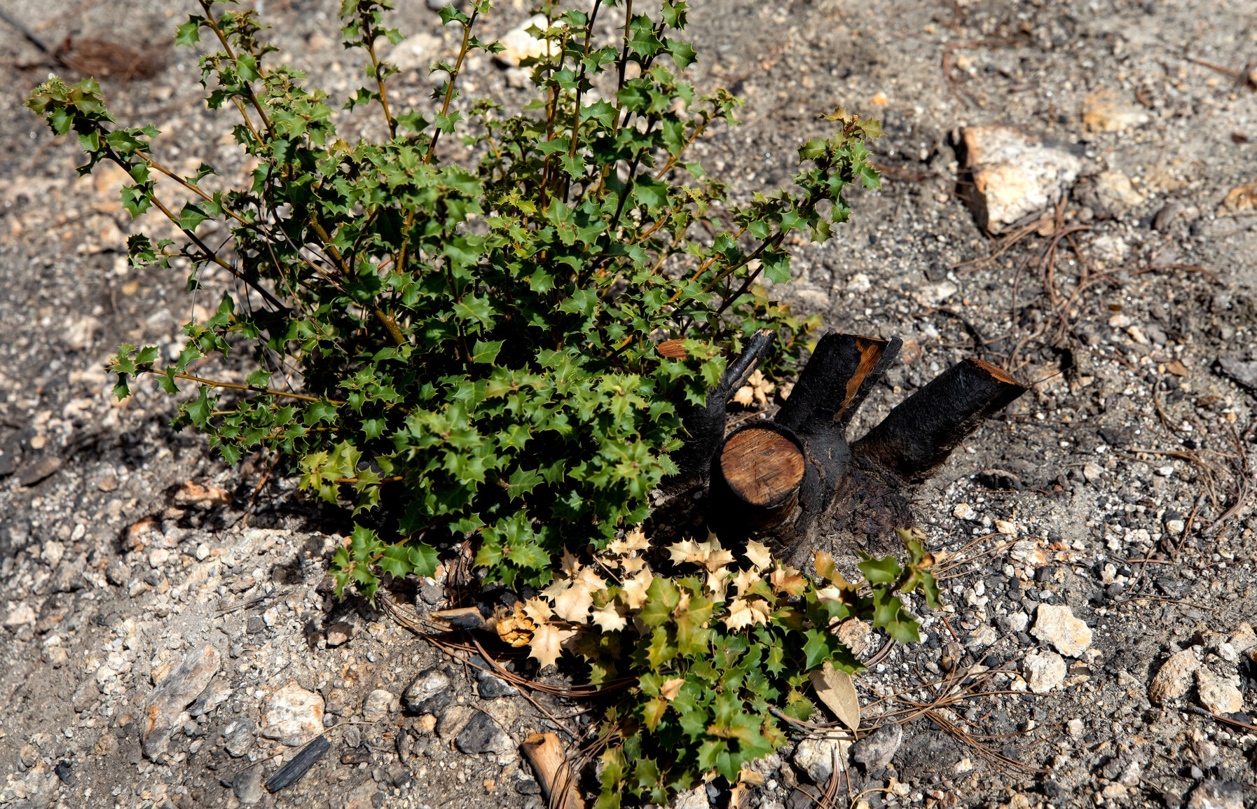 Green Mountain Trail, Bighorn Fire